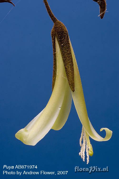 Puya ferruginea