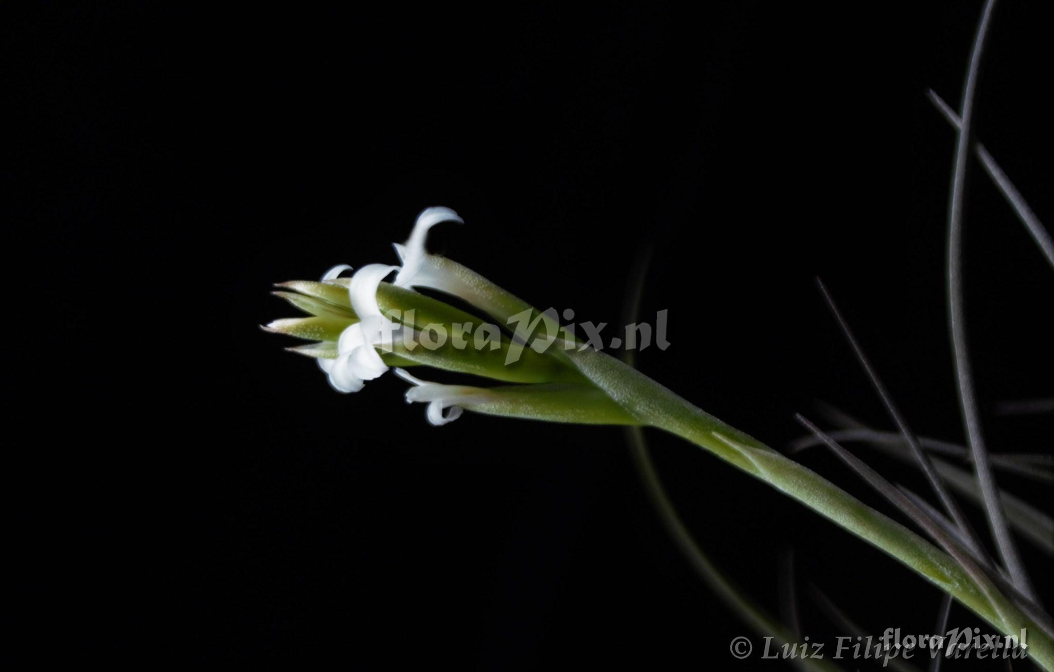 Tillandsia leucopetala