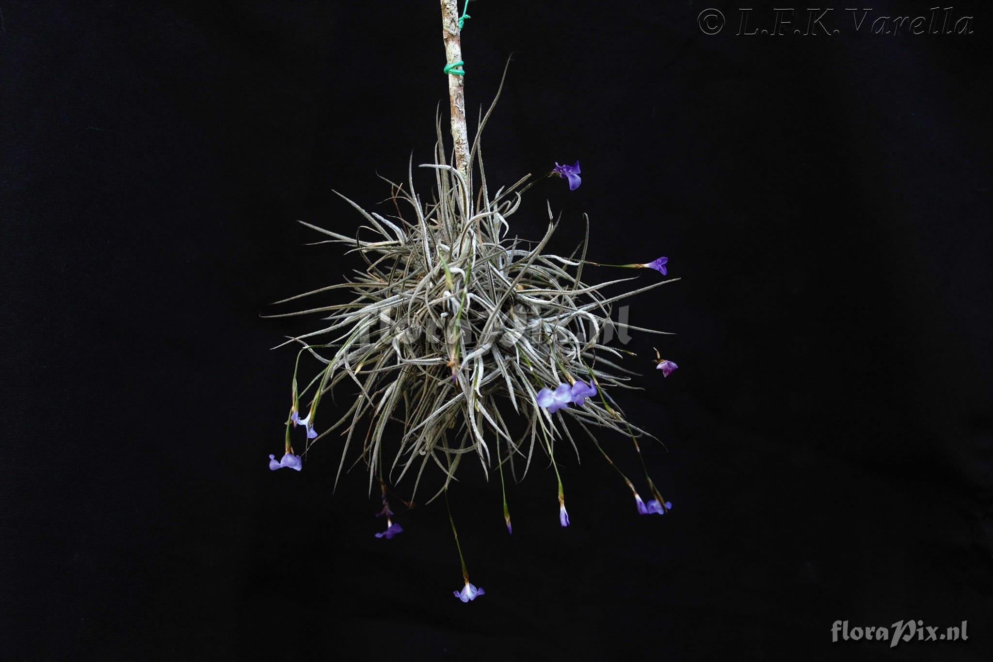 Tillandsia bandensis subsp. grandipetala