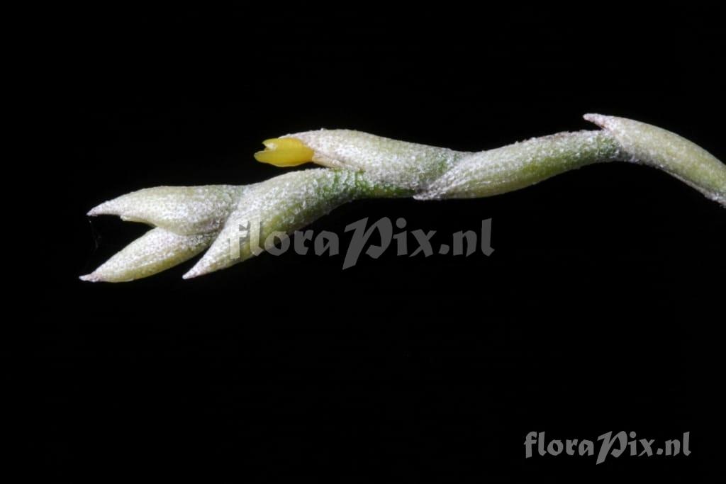 Tillandsia loliacea