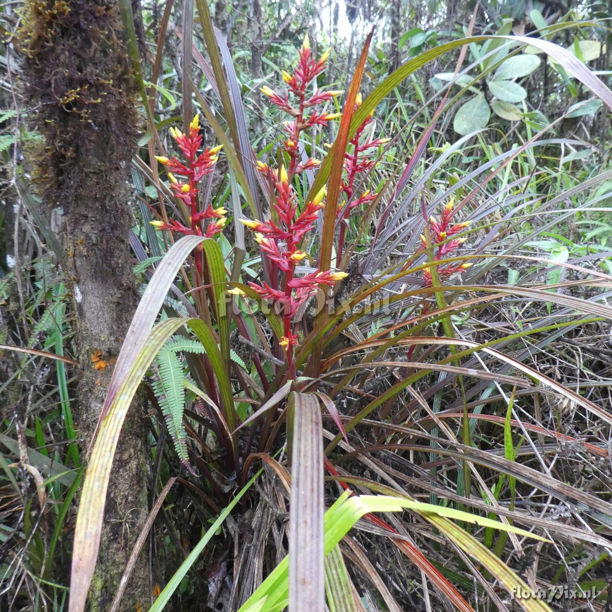 Guzmania plicatifolia