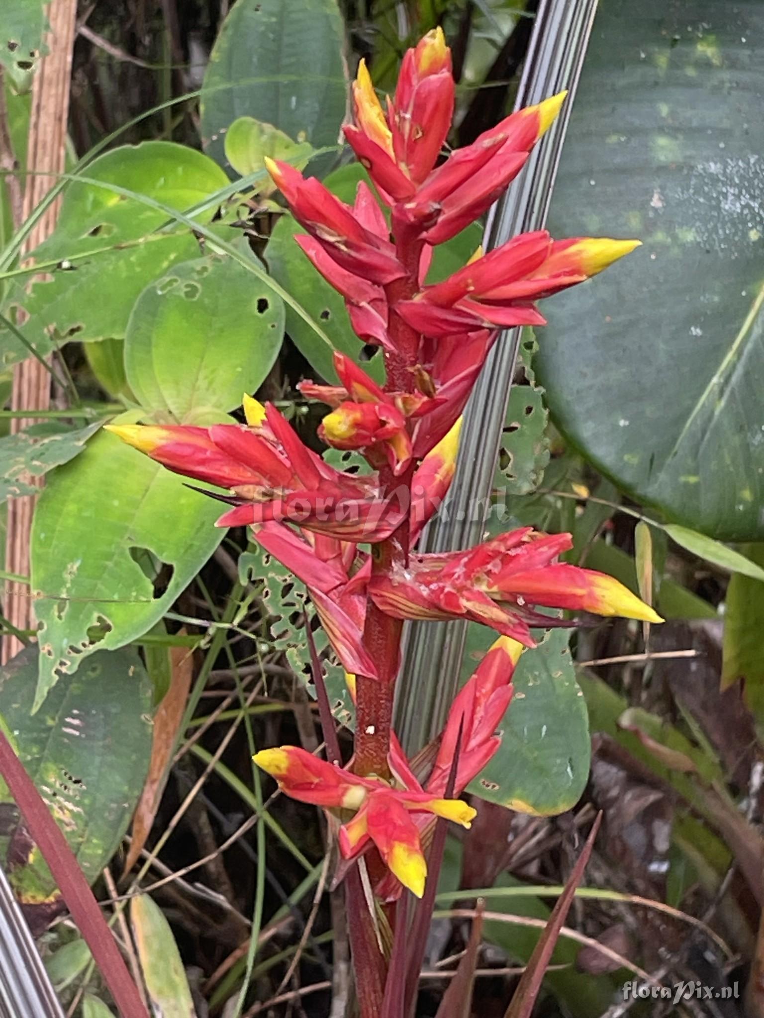 Guzmania plicatifolia