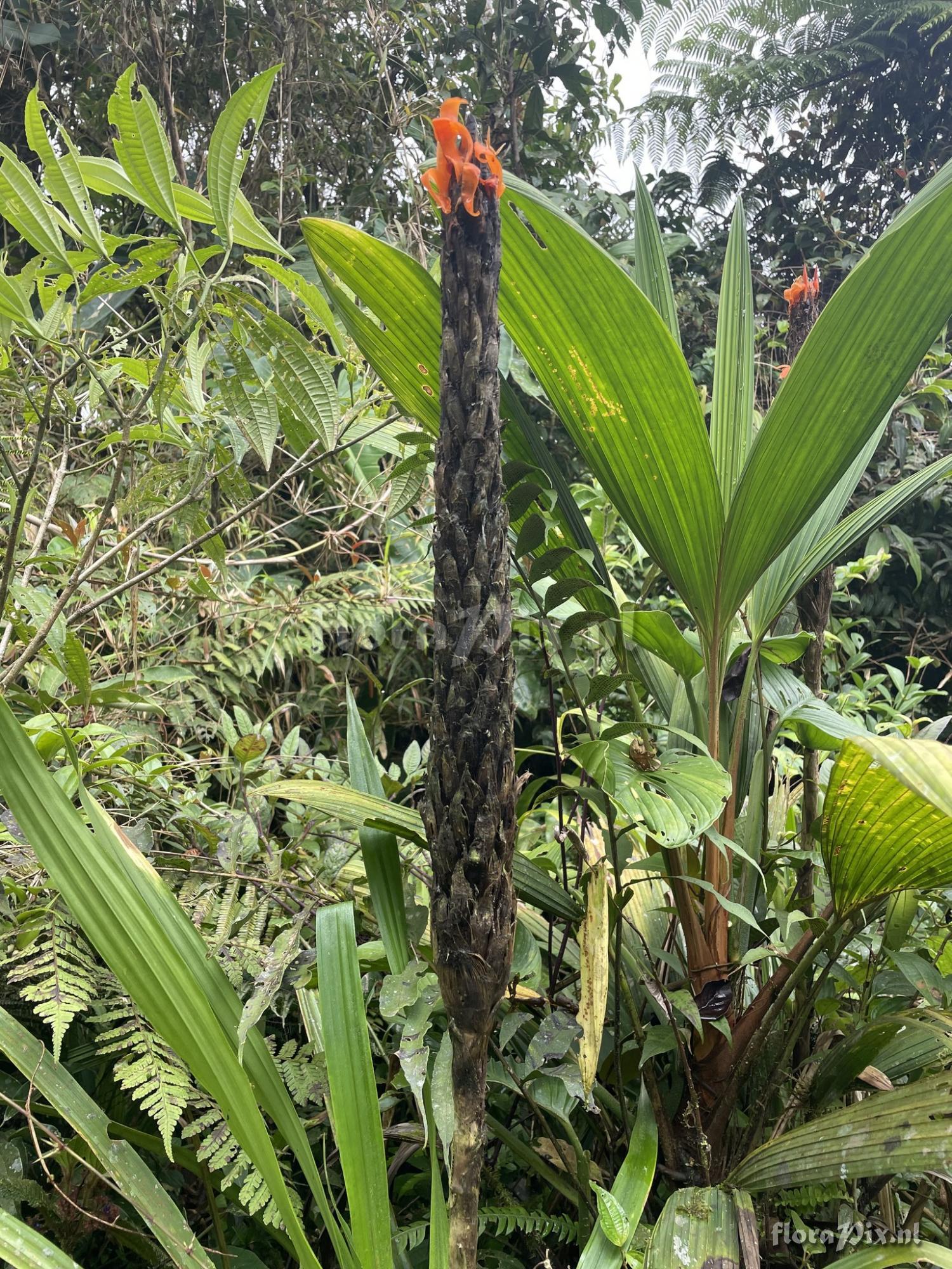 Pitcairnia lymansmithiana