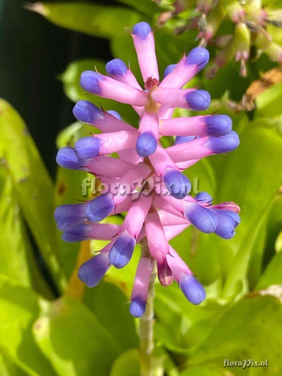 Aechmea gamosepala