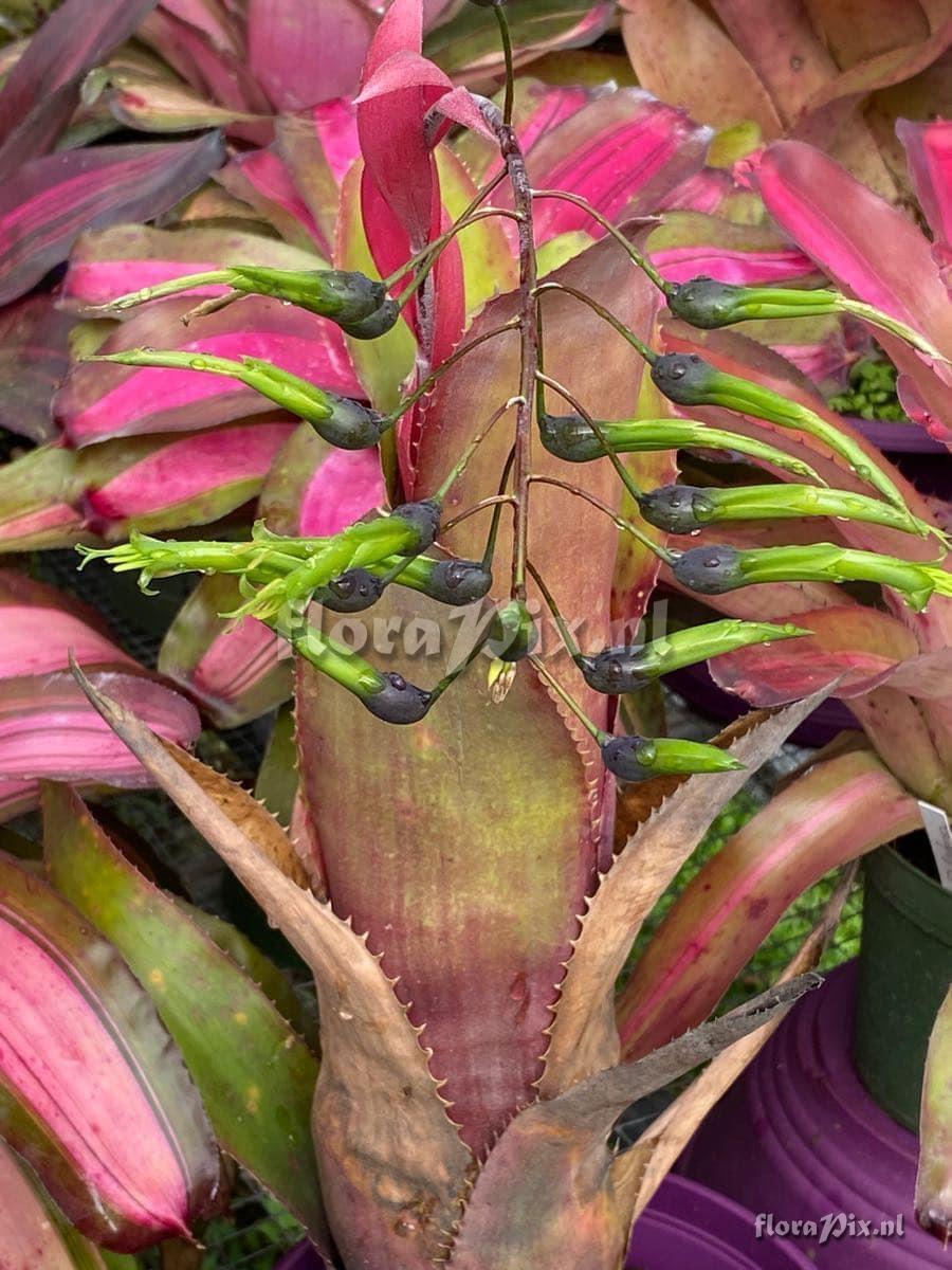 Billbergia viridiflora