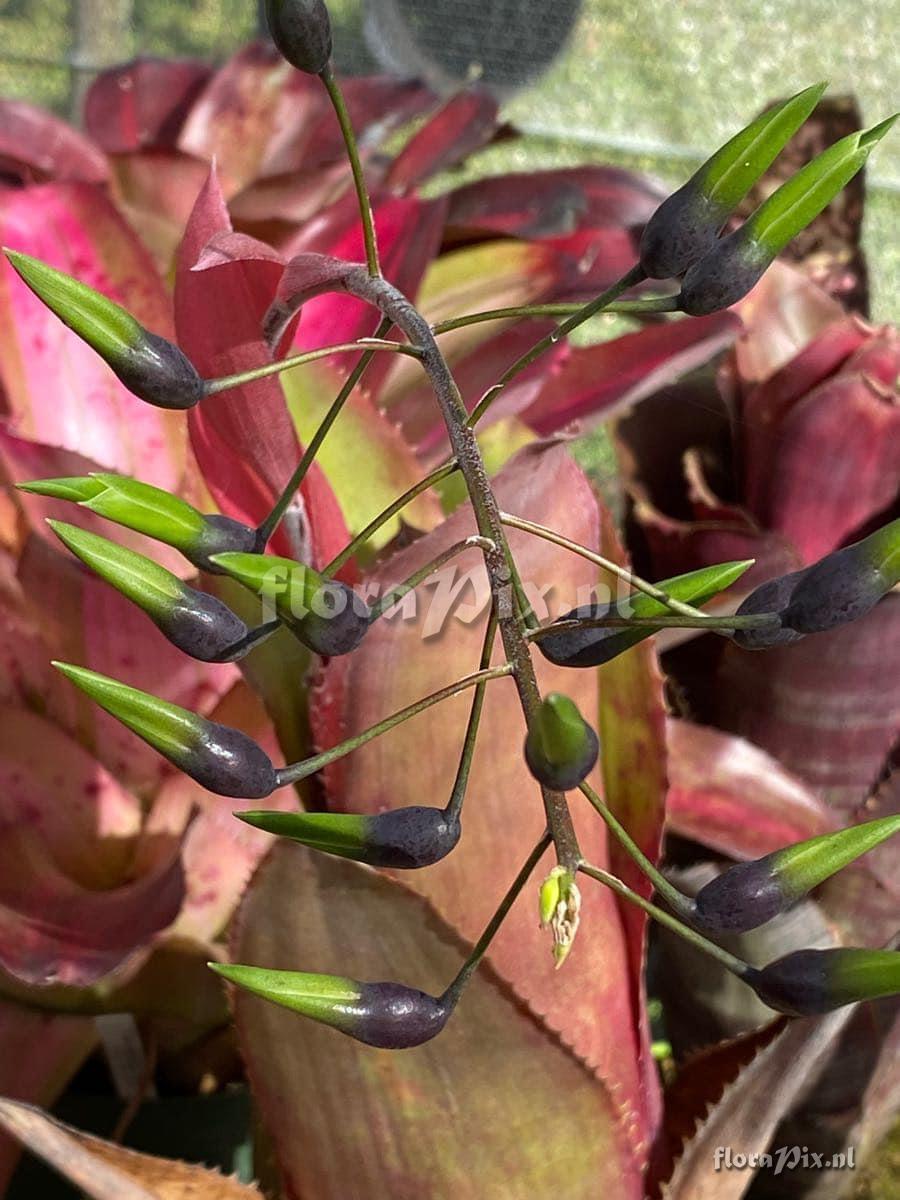 Billbergia viridiflora