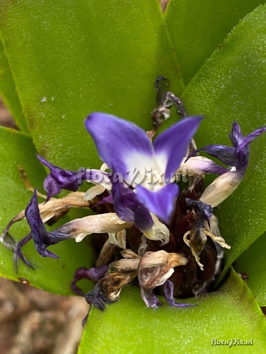 Neoregelia dungsiana