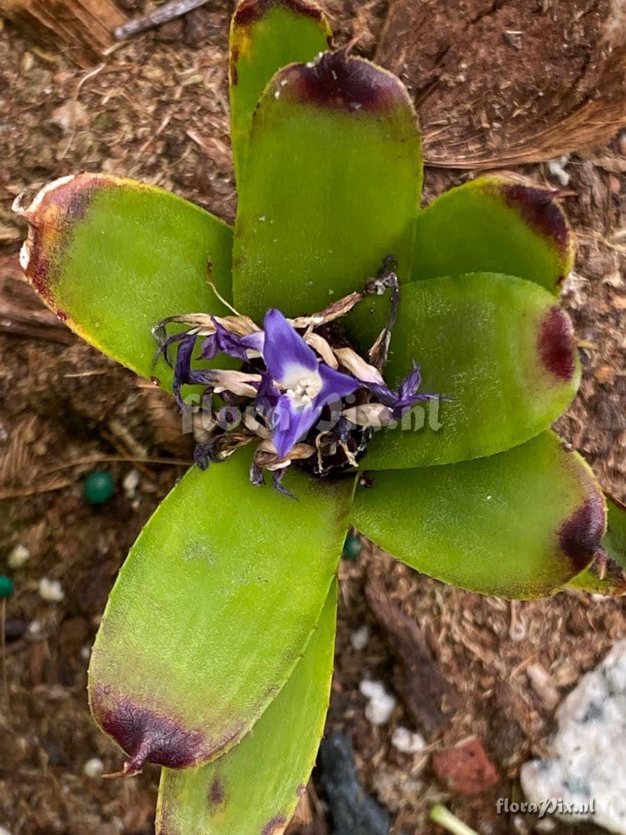 Neoregelia dungsiana