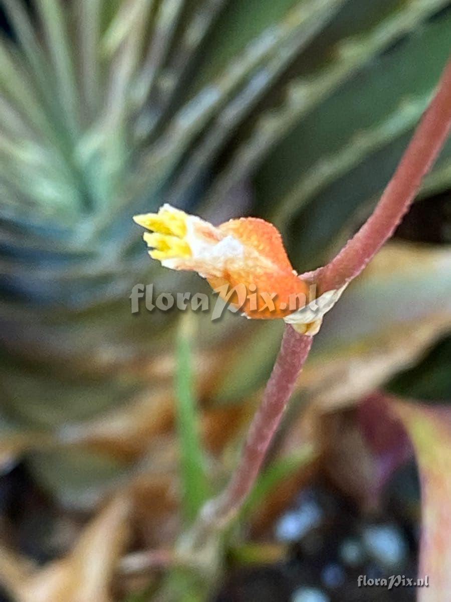 Dyckia estevesii