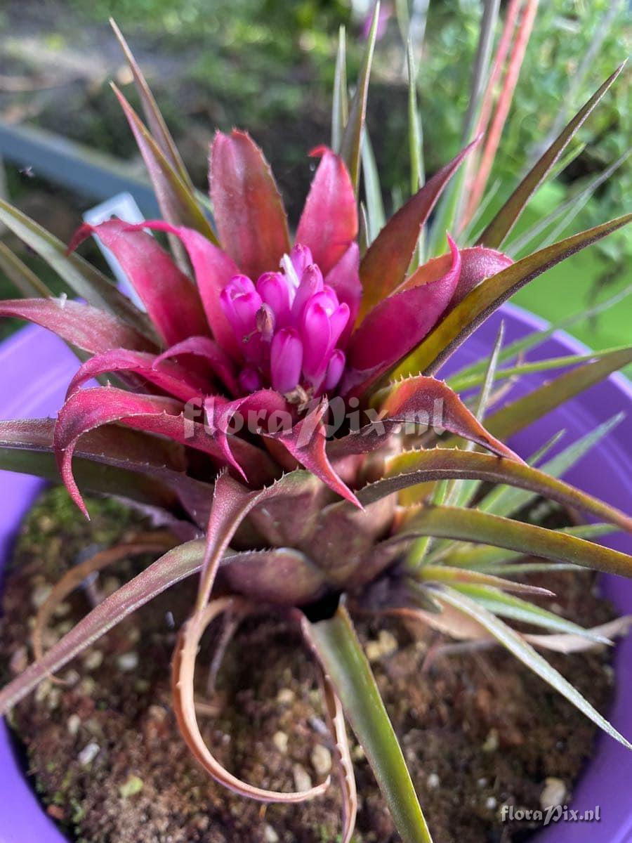 Aechmea recurvata var. benrathii