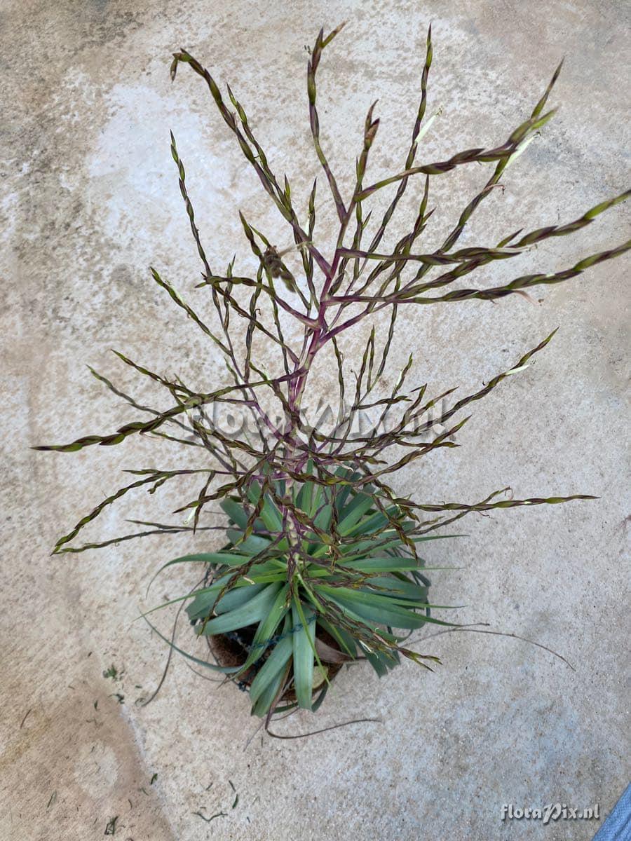 Tillandsia utriculata