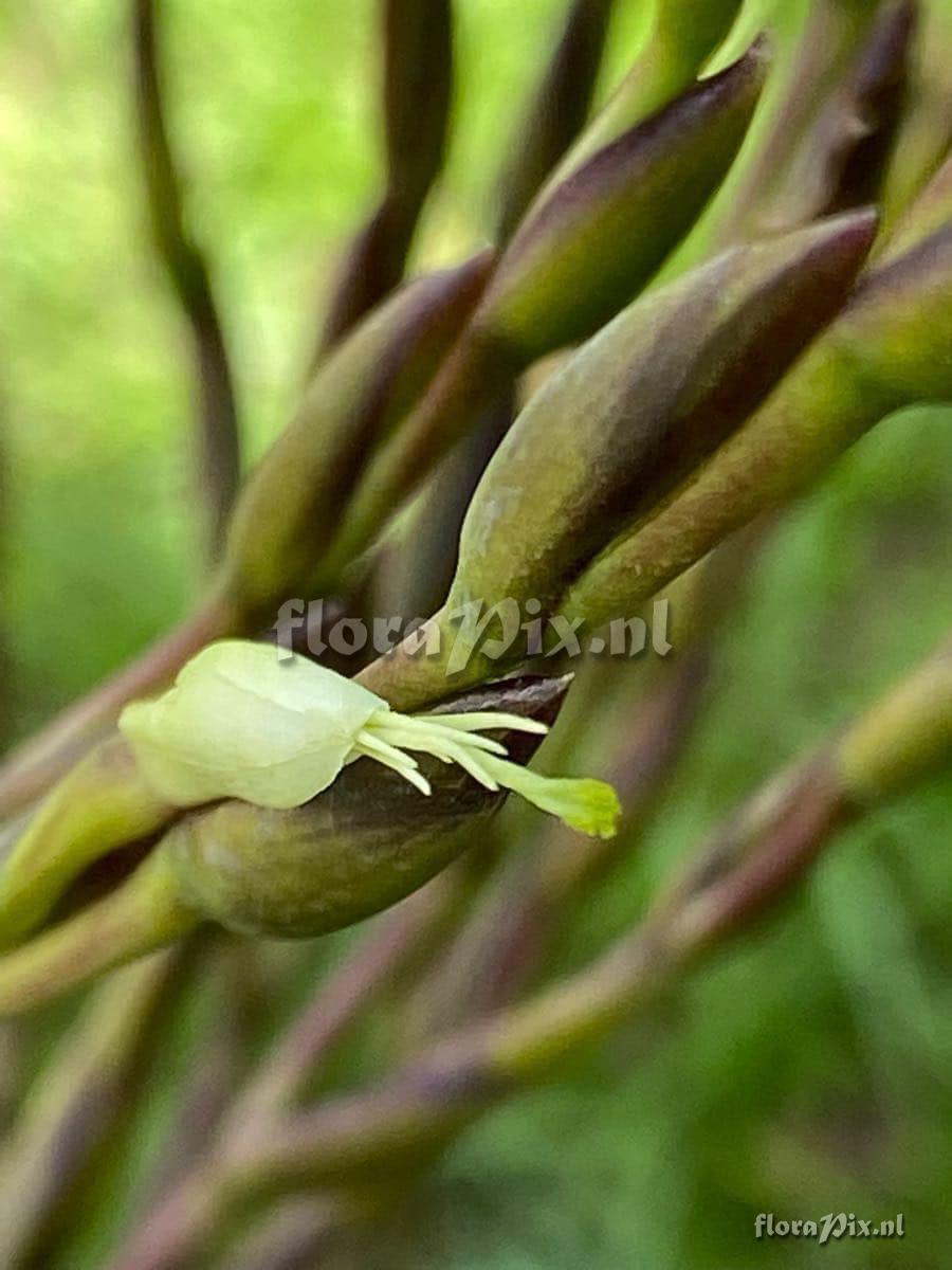 Tillandsia utriculata