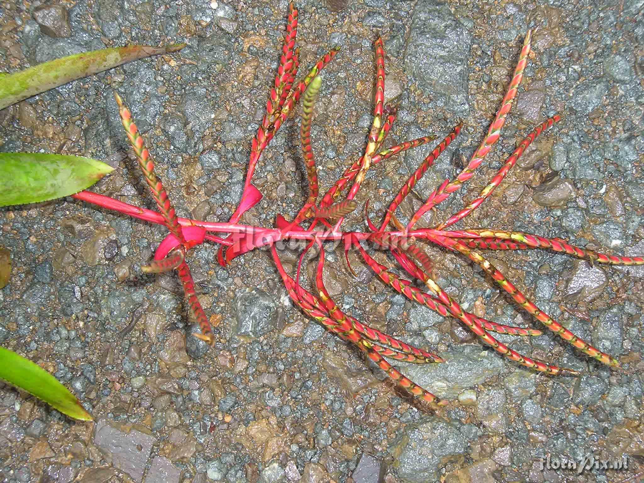 Aechmea dactylina