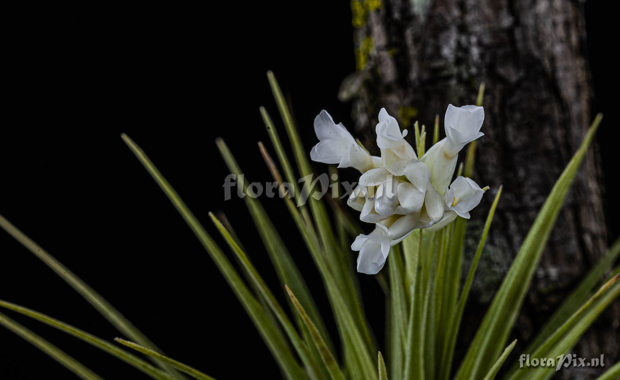 Tillandsia aeranthos var. alba