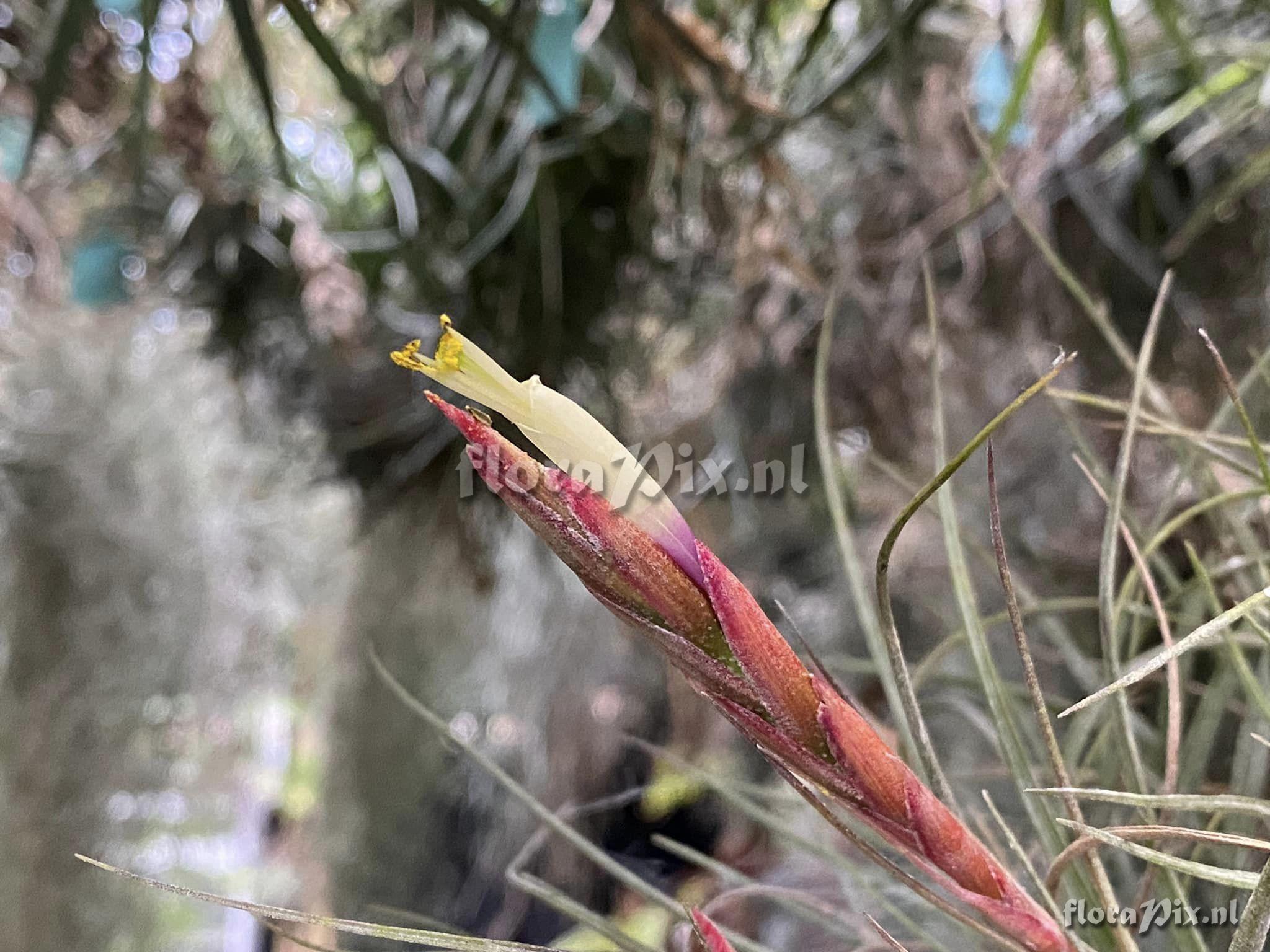 Tillandsia flavoviolacea