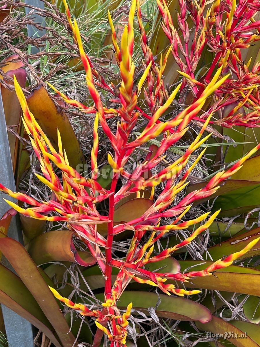 Aechmea blanchetiana