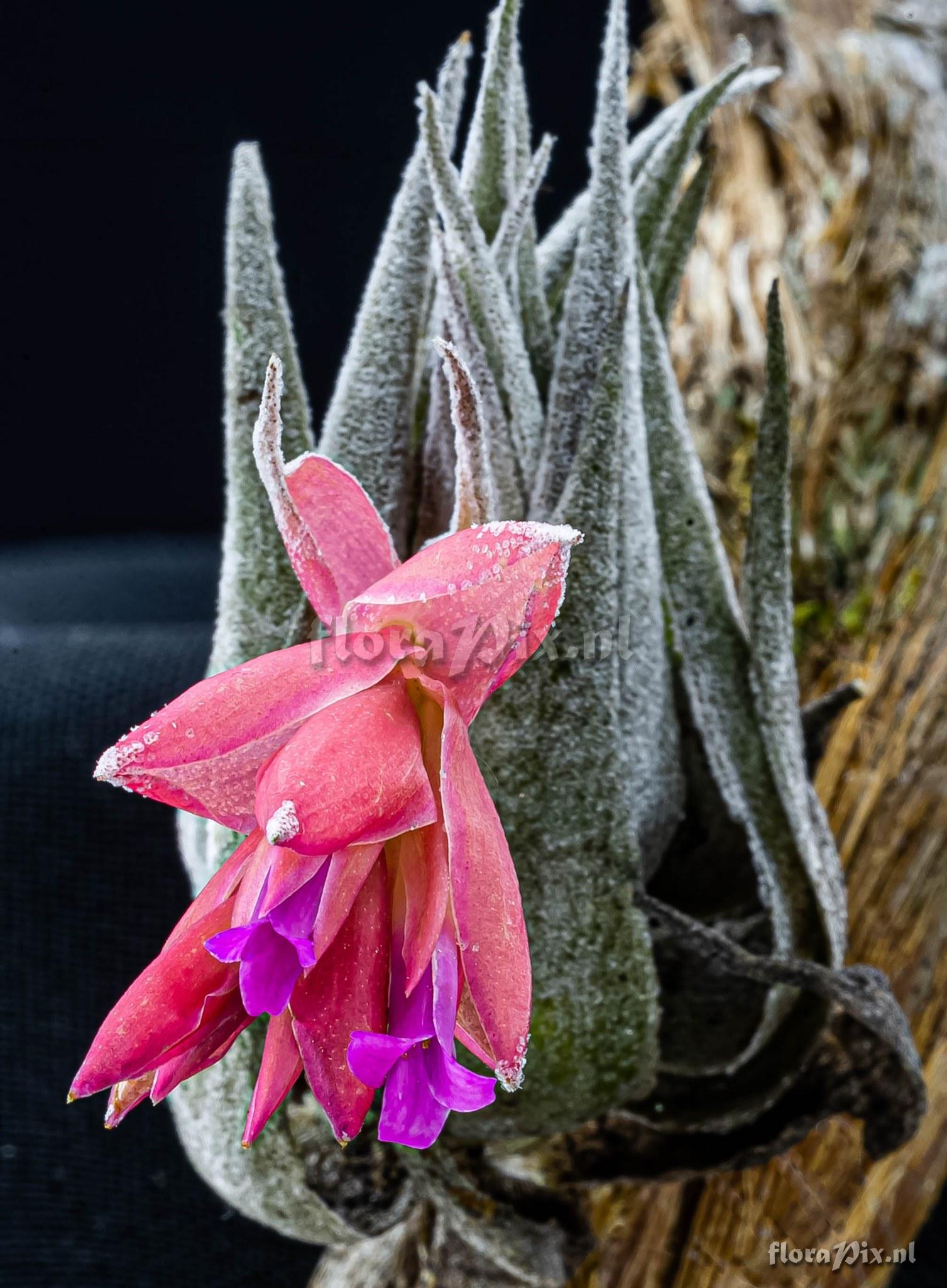 Tillandsia organensis