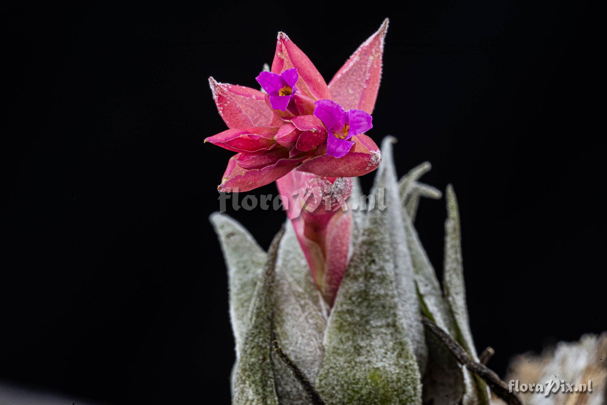 Tillandsia organensis