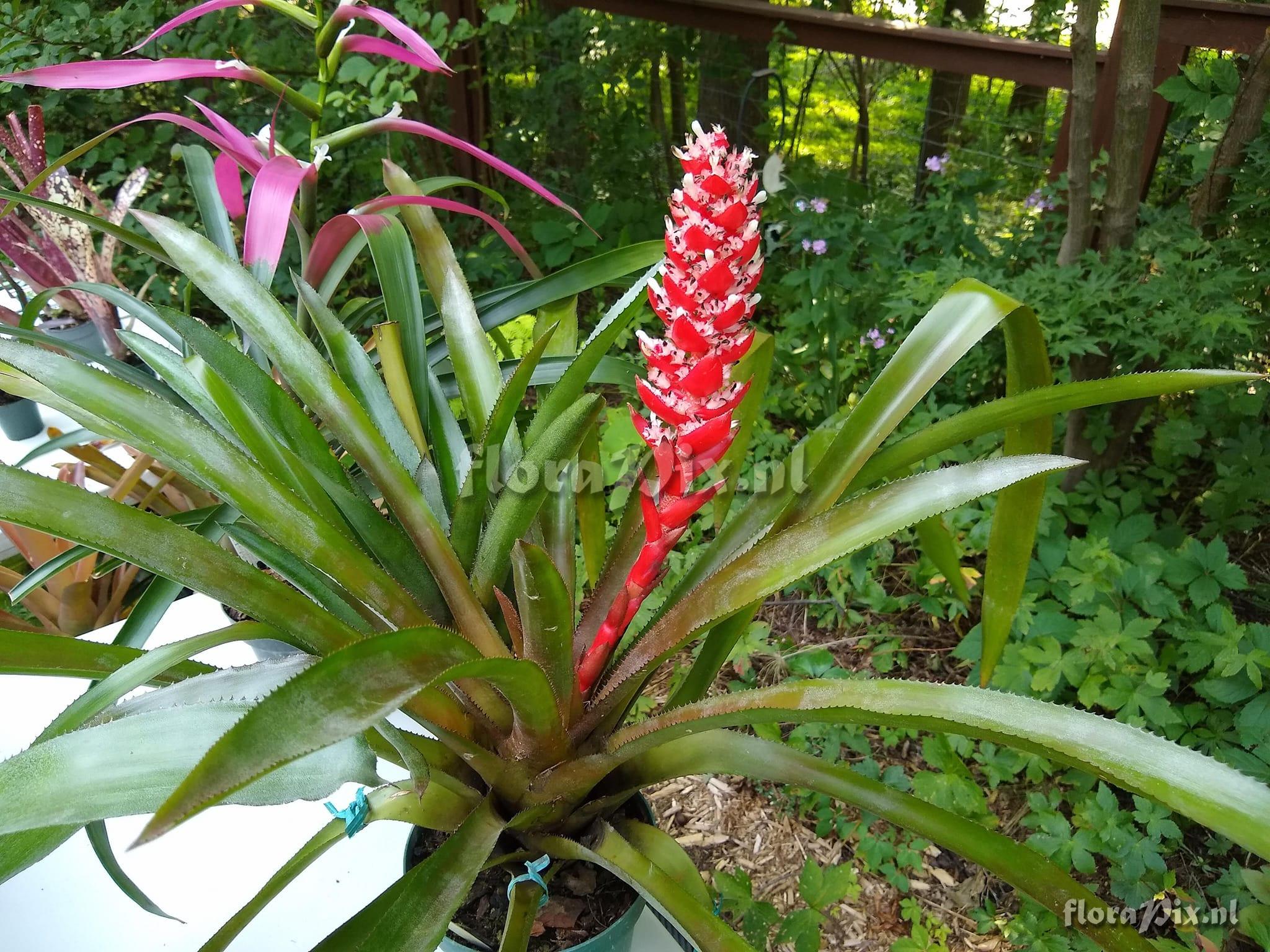 Aechmea hoppii