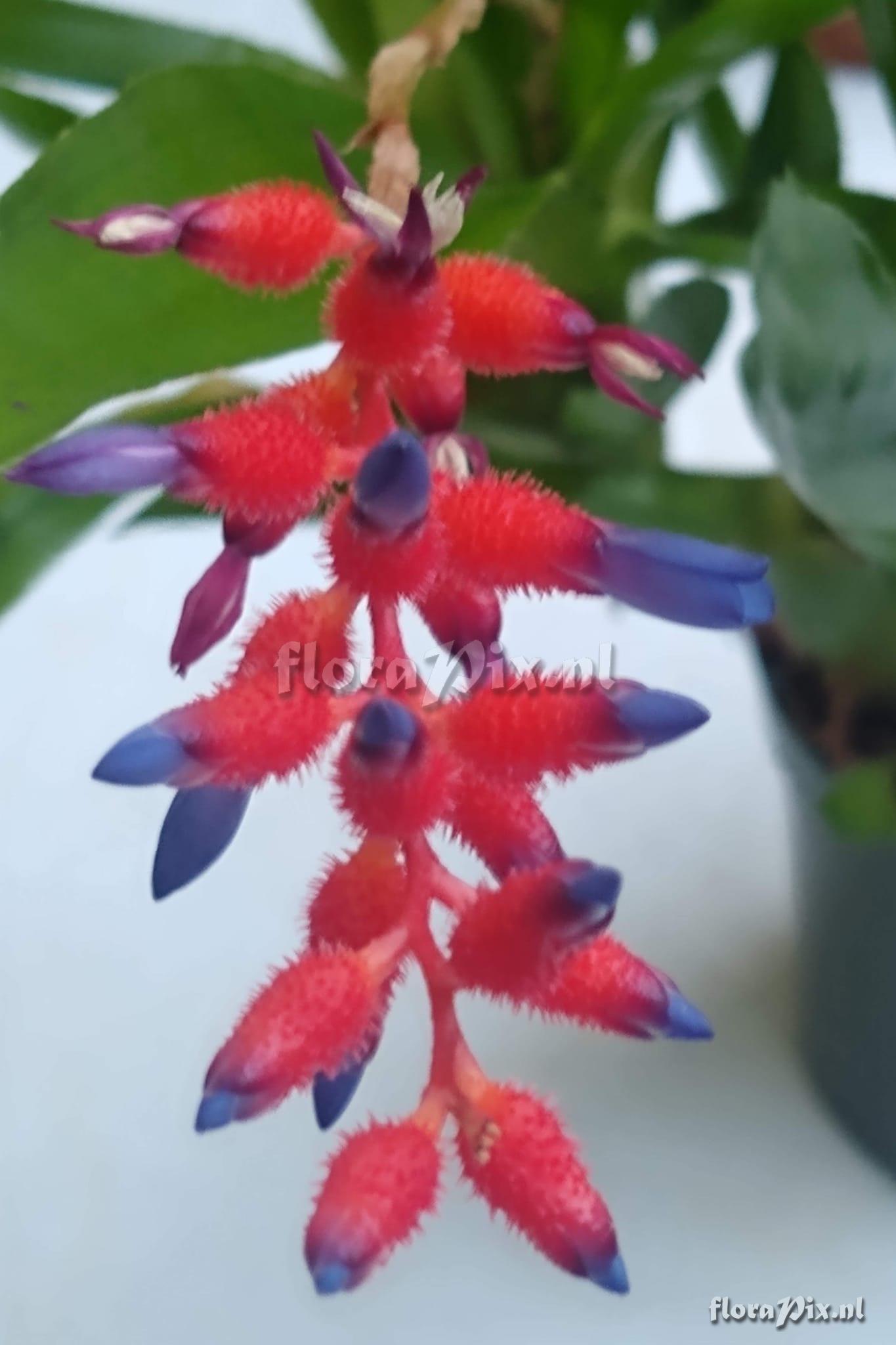 Aechmea pedicellata