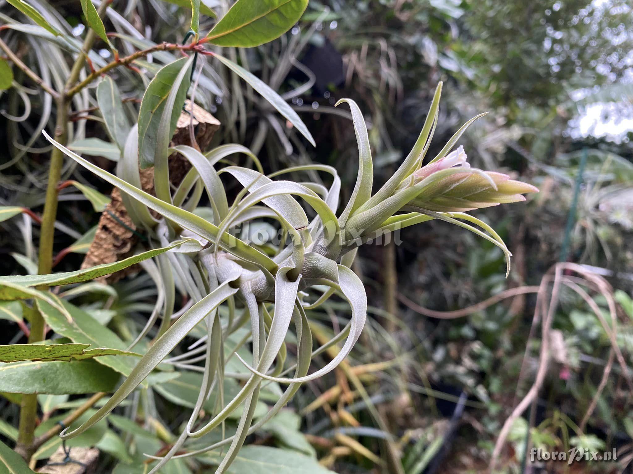 Tillandsia macbrideana