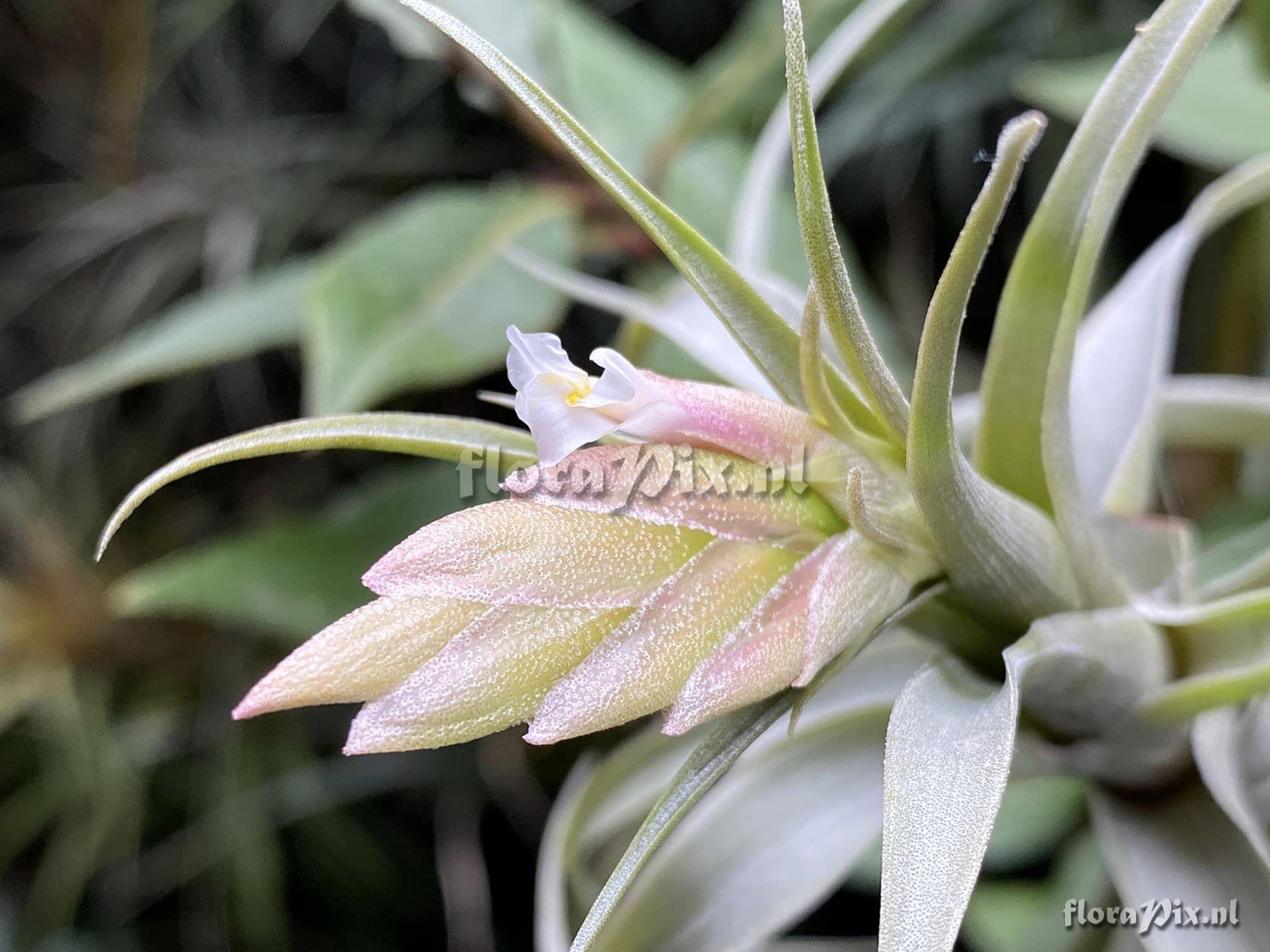 Tillandsia macbrideana