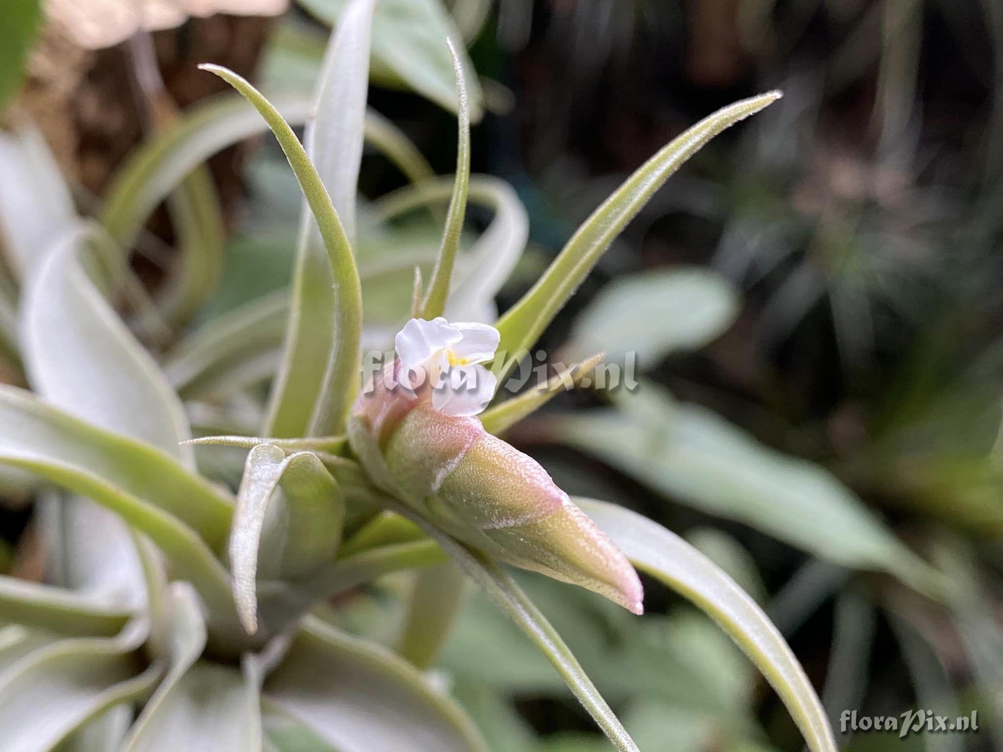 Tillandsia macbrideana