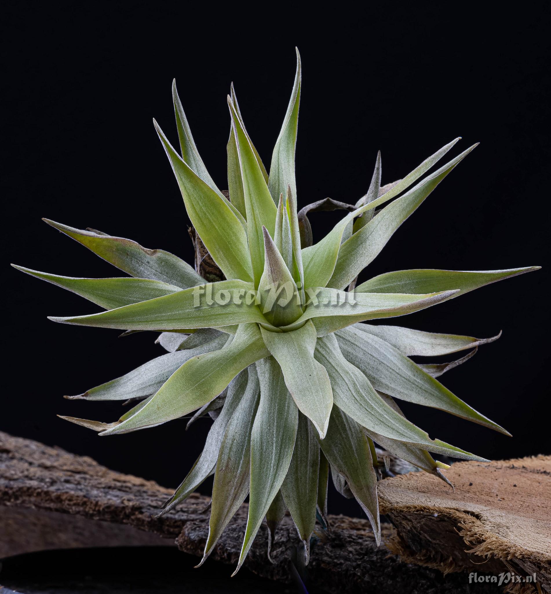 Tillandsia grazielae