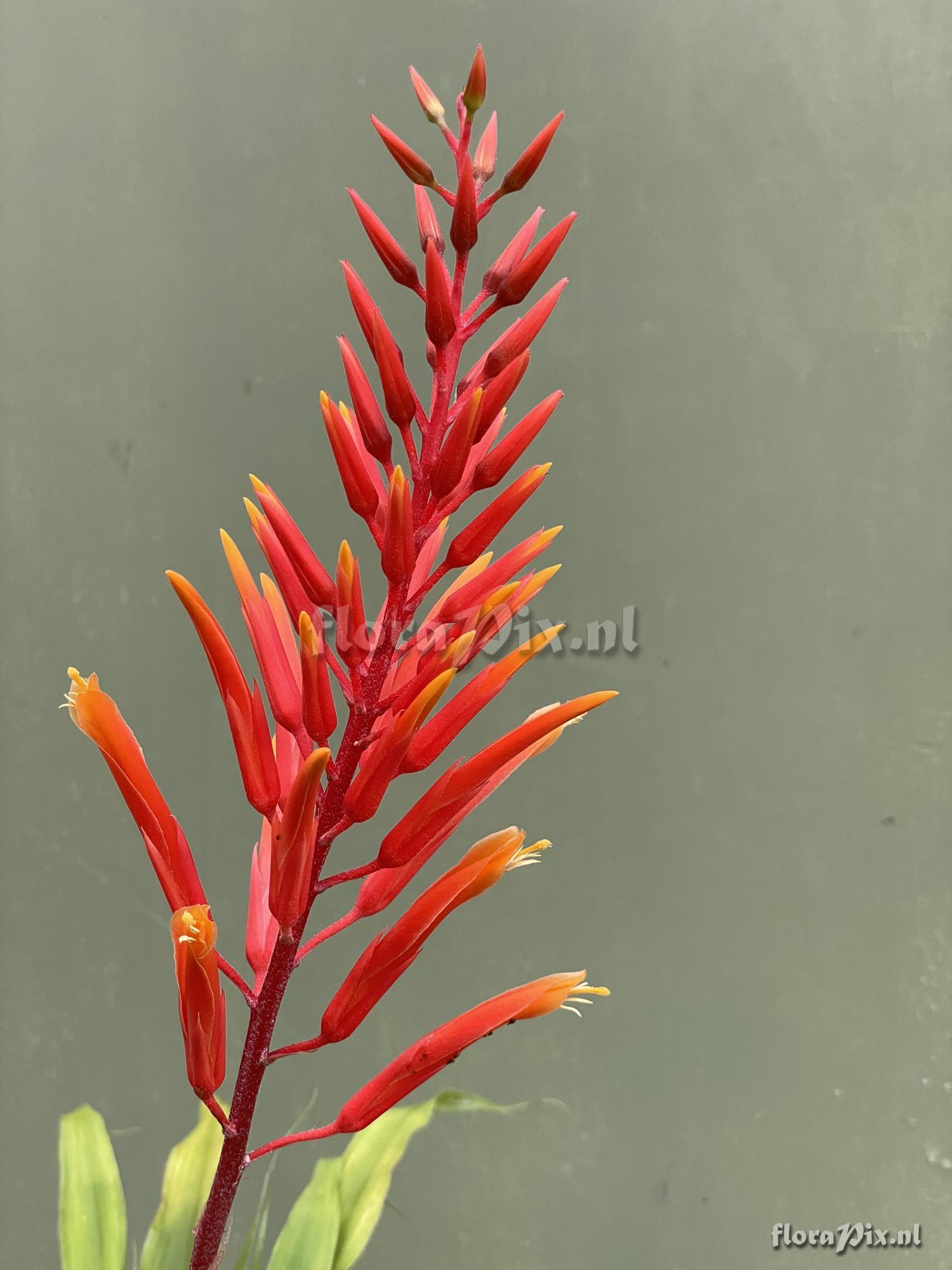 Pitcairnia orchidifolia