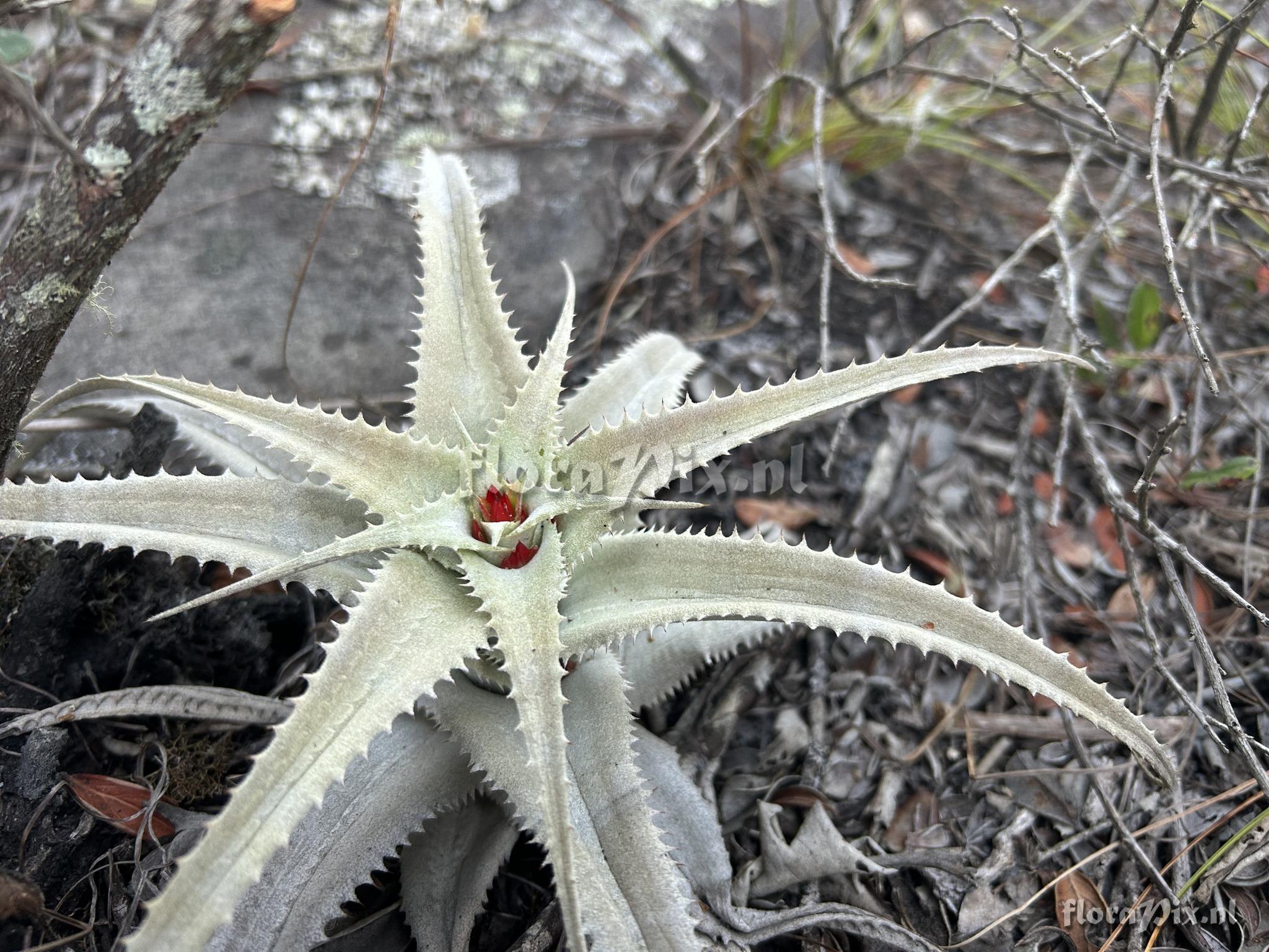 Orthophytum cristaliense