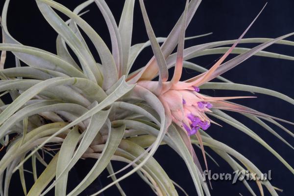 Tillandsia sphaerocephala