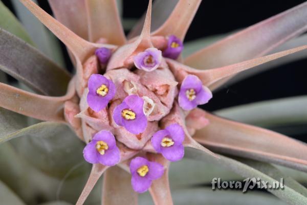 Tillandsia sphaerocephala