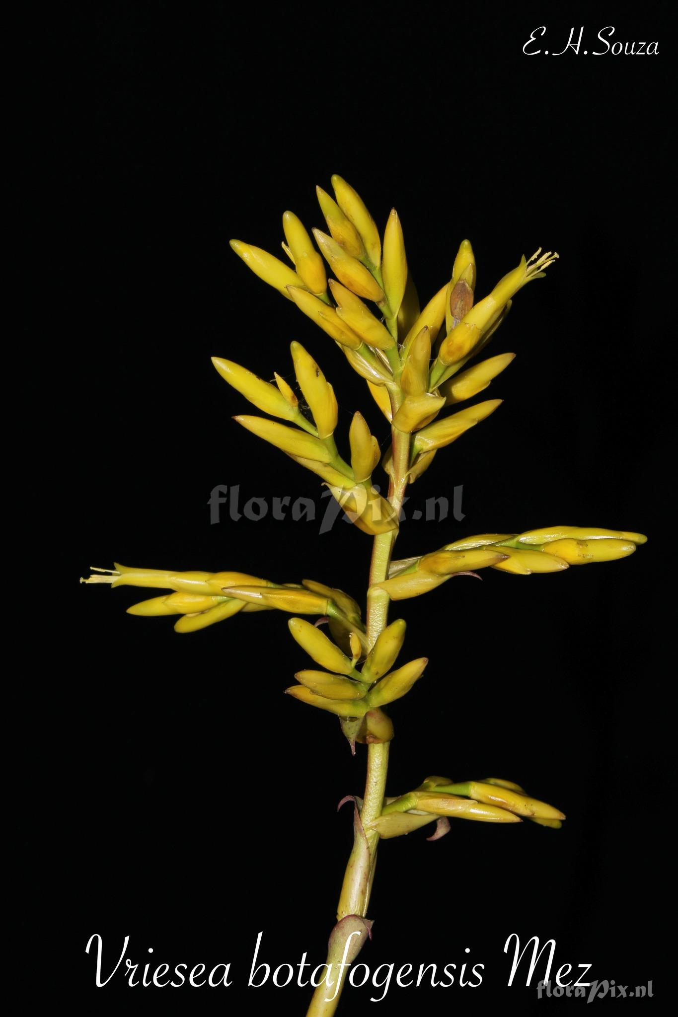 Vriesea botafogensis