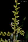 Wittmackia linharesiorum