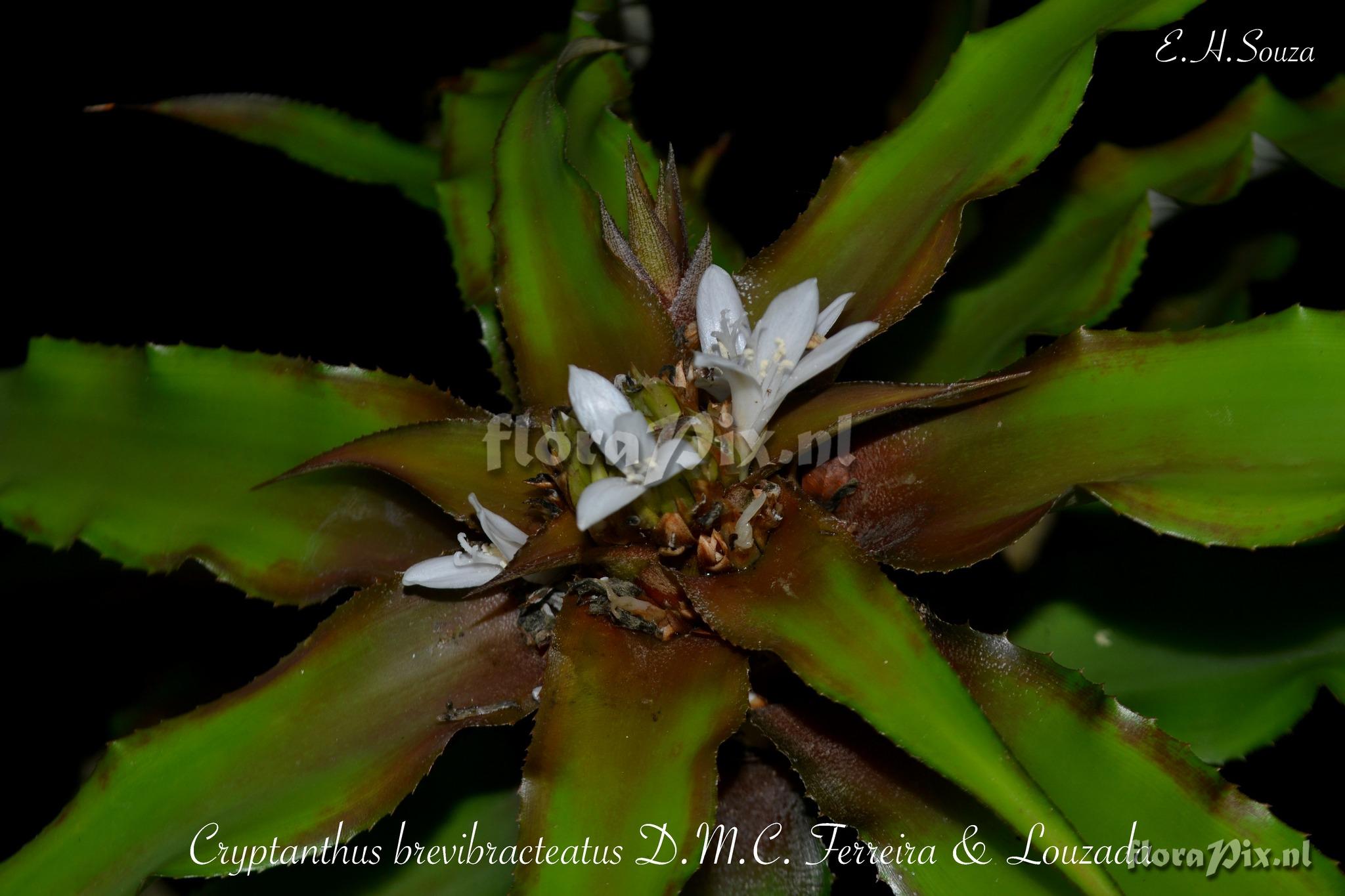 Cryptanthus brevibracteatus