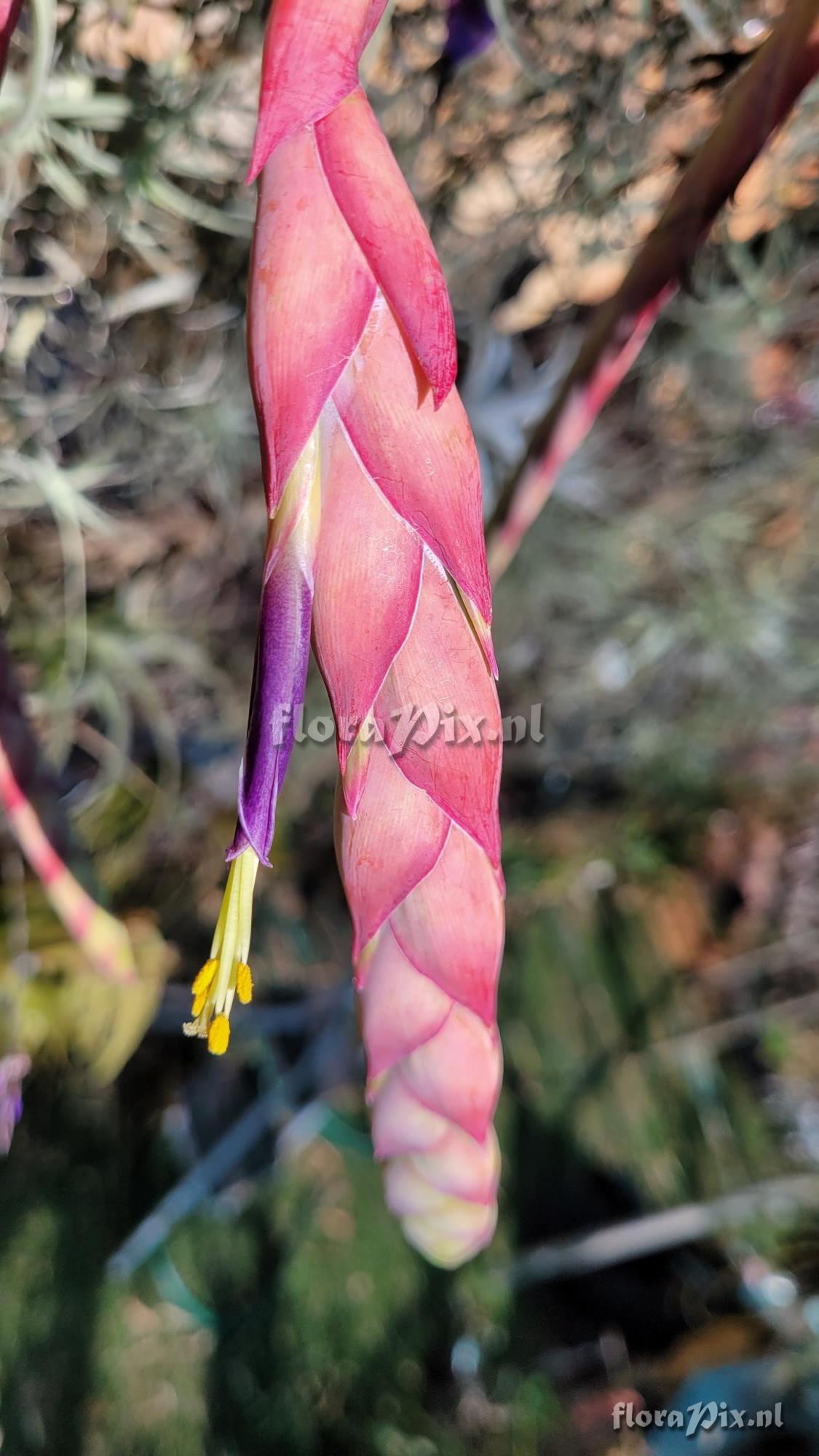 Tillandsia yutaninoensis