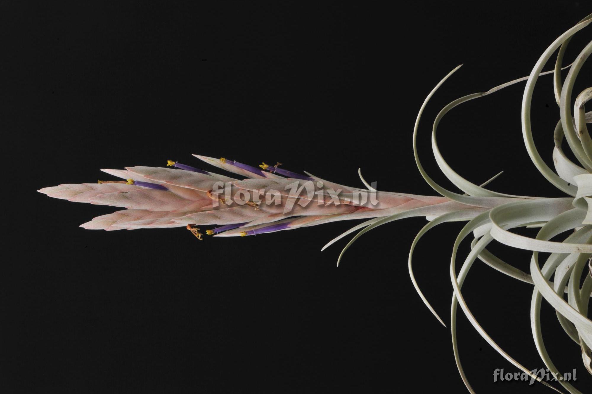 Tillandsia zacapanensis