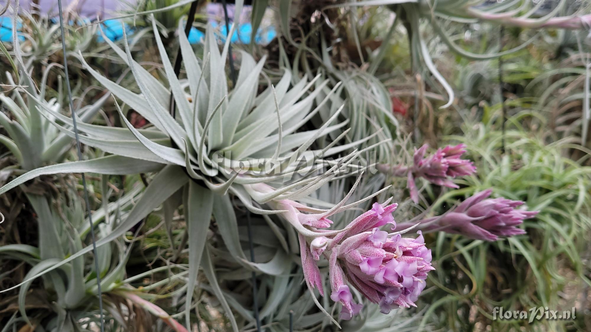 Tillandsia gardneri var. rupicola