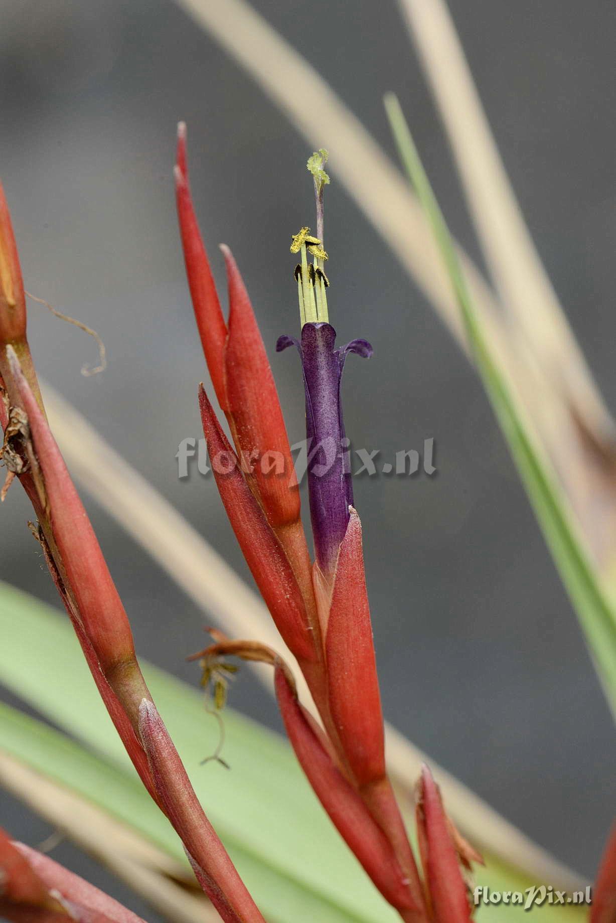 Tillandsia werneriana