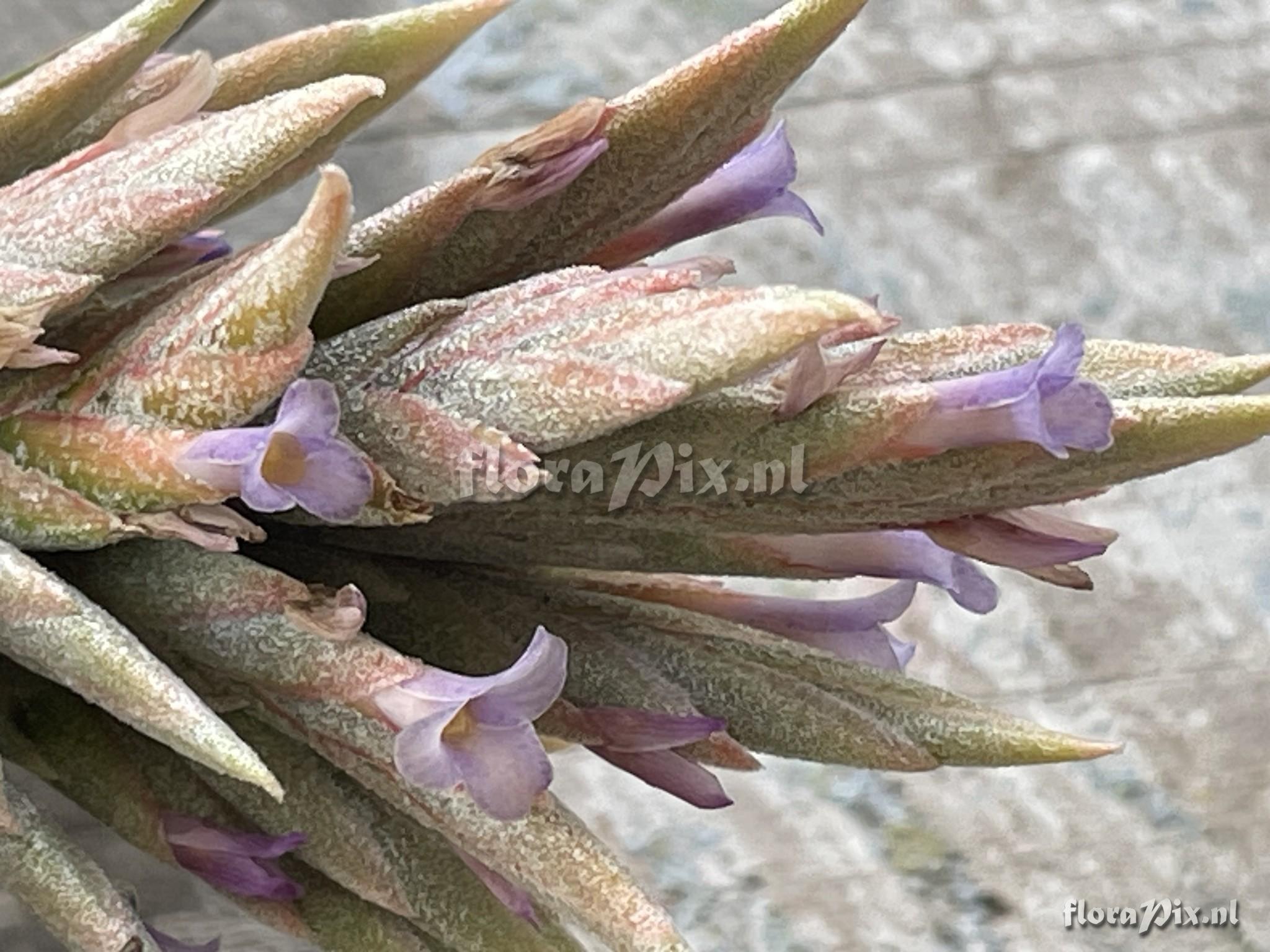 Tillandsia comarapaensis