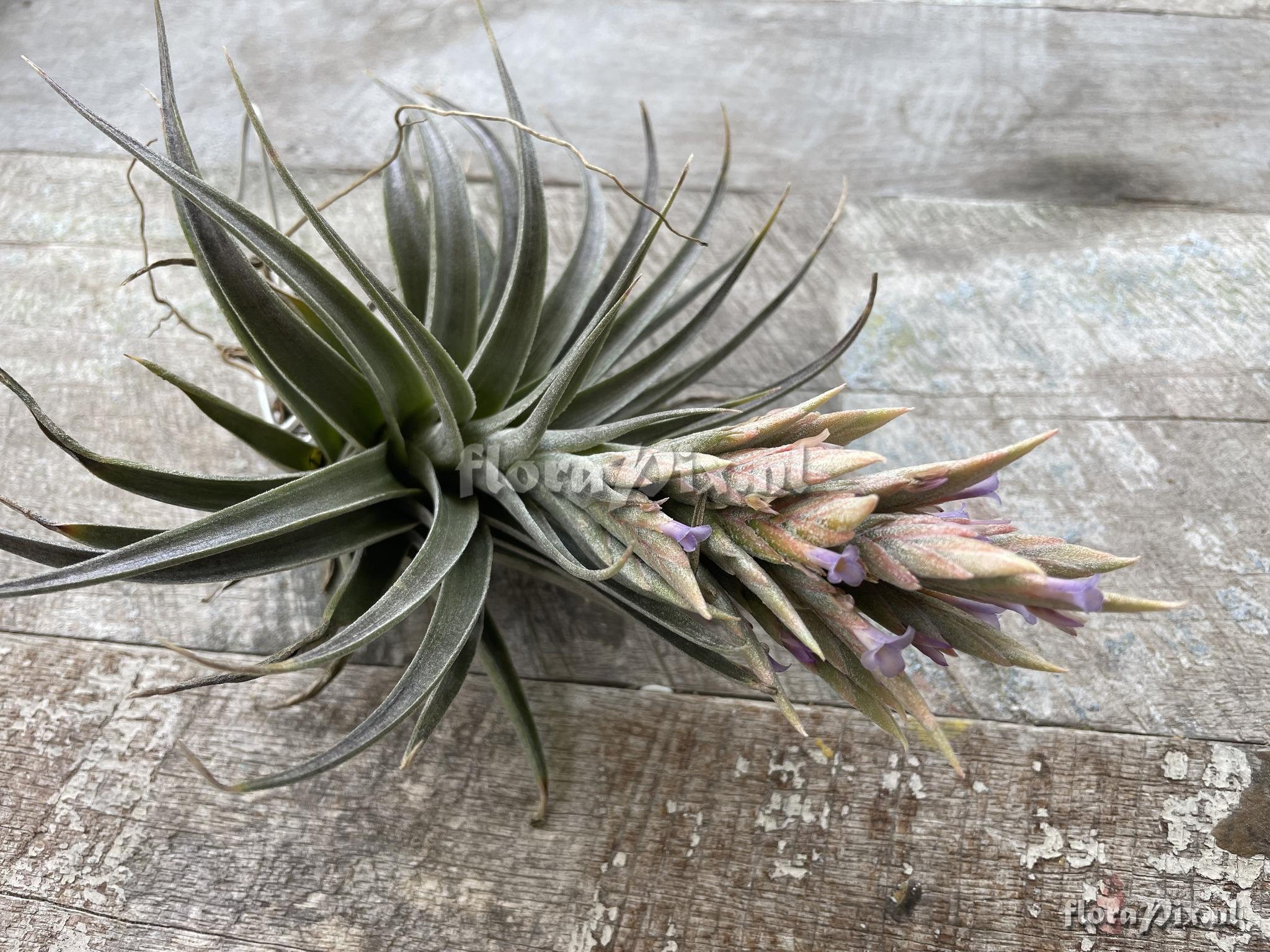 Tillandsia comarapaensis