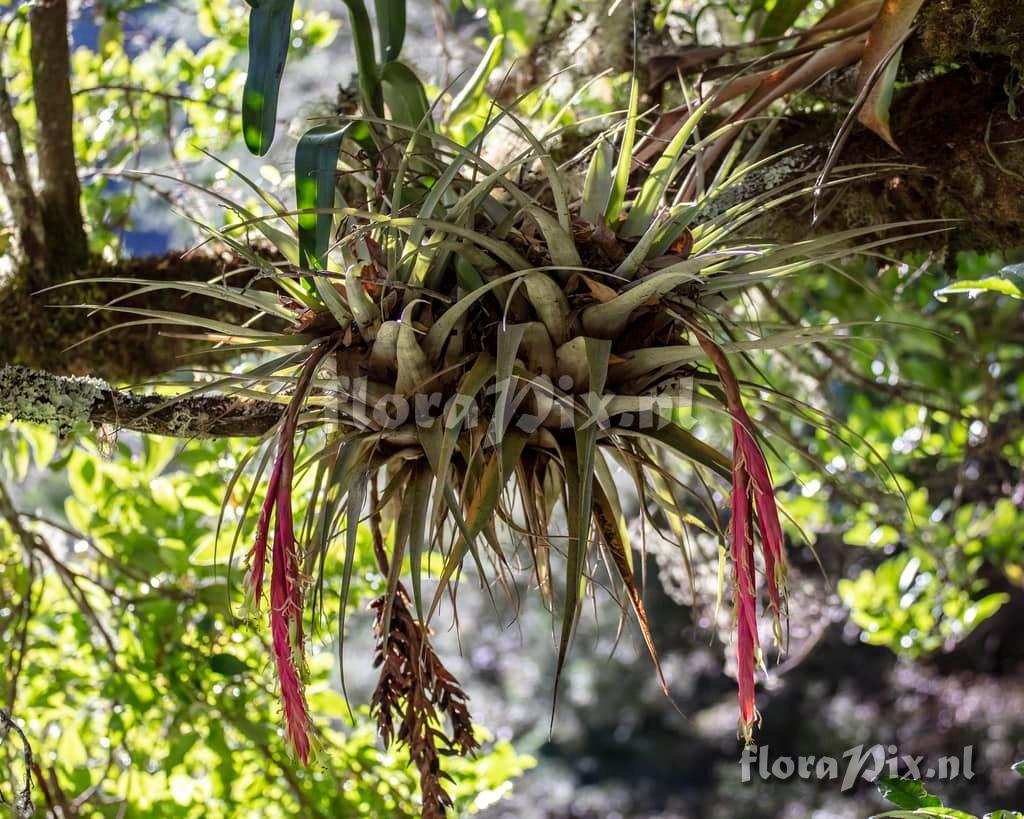 Tillandsia castaneobulbosa