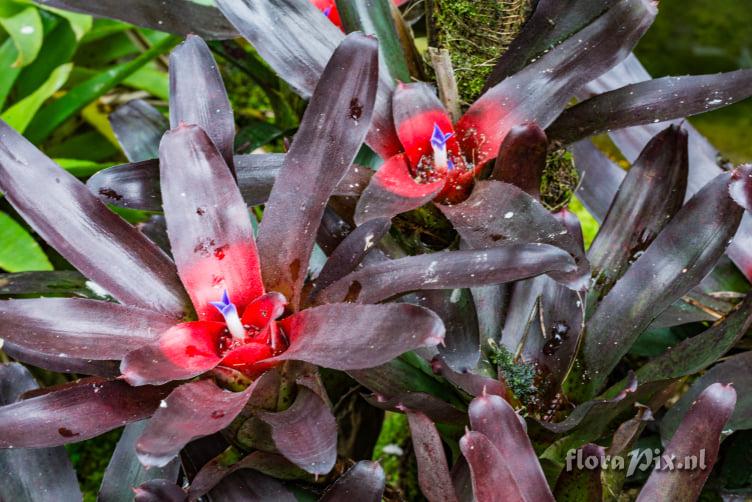 Neoregelia camorimiana