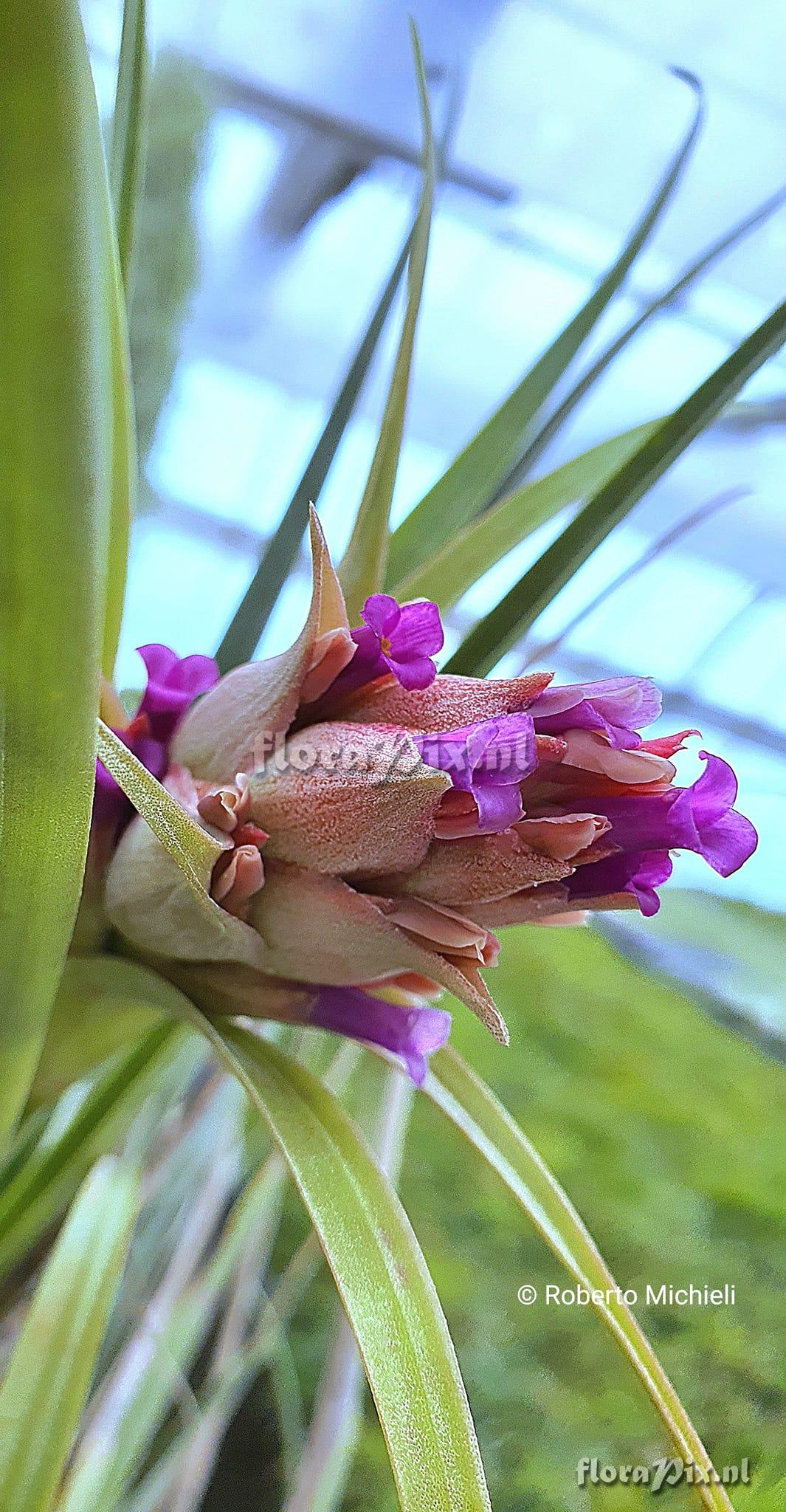 Tillandsia sphaerocephala