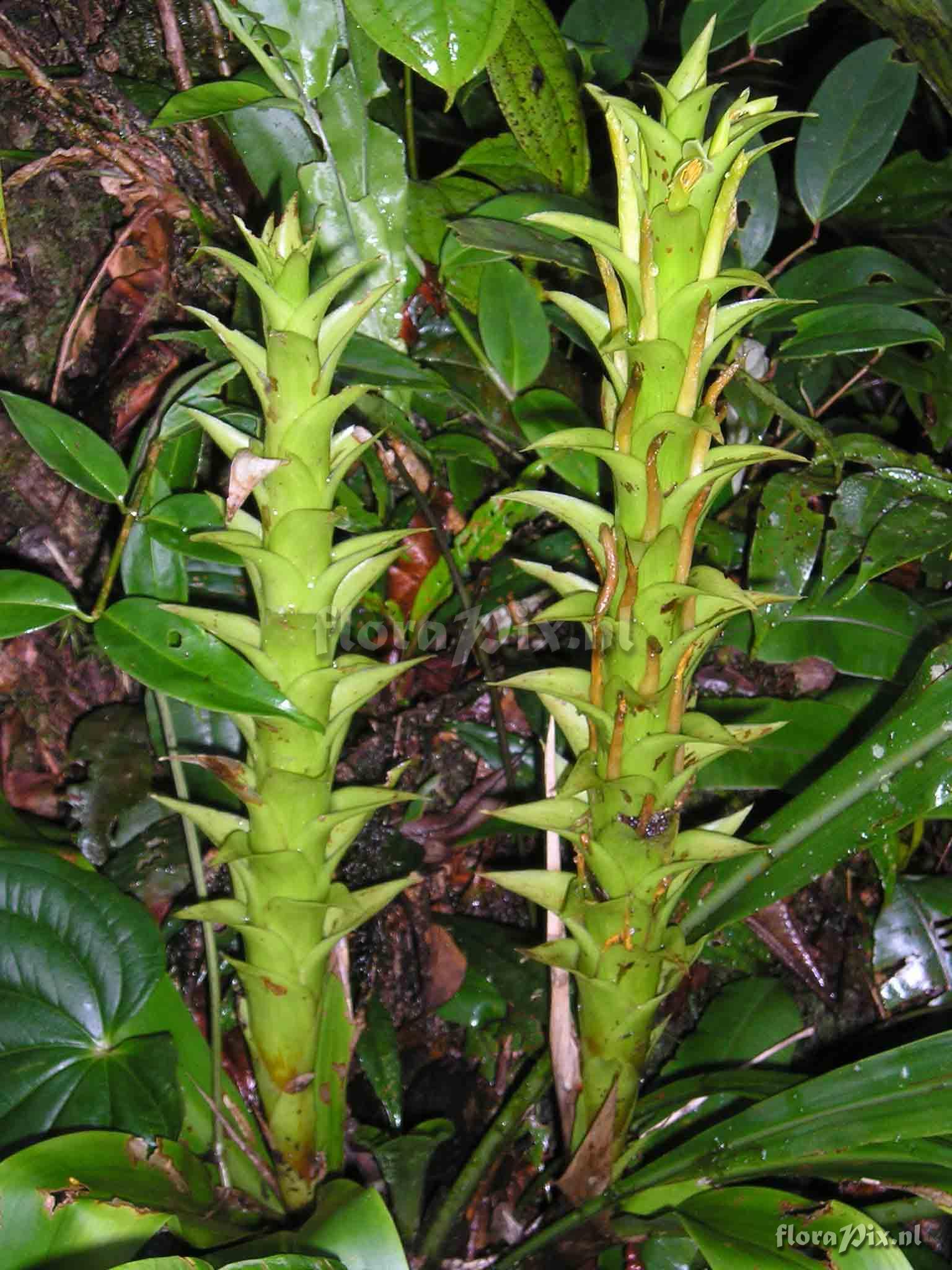 Pitcairnia sceptrigera