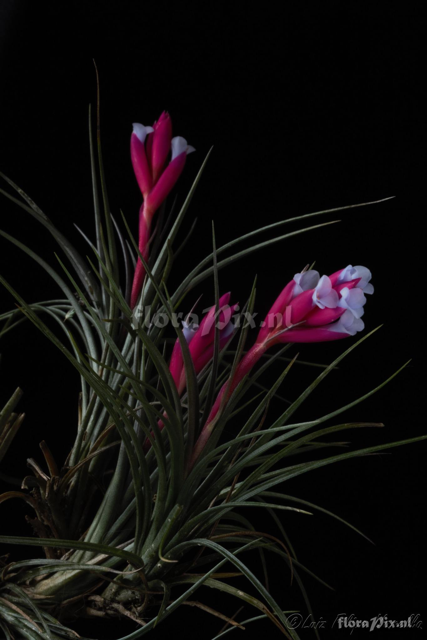 Tillandsia tenuifolia var. saxicola