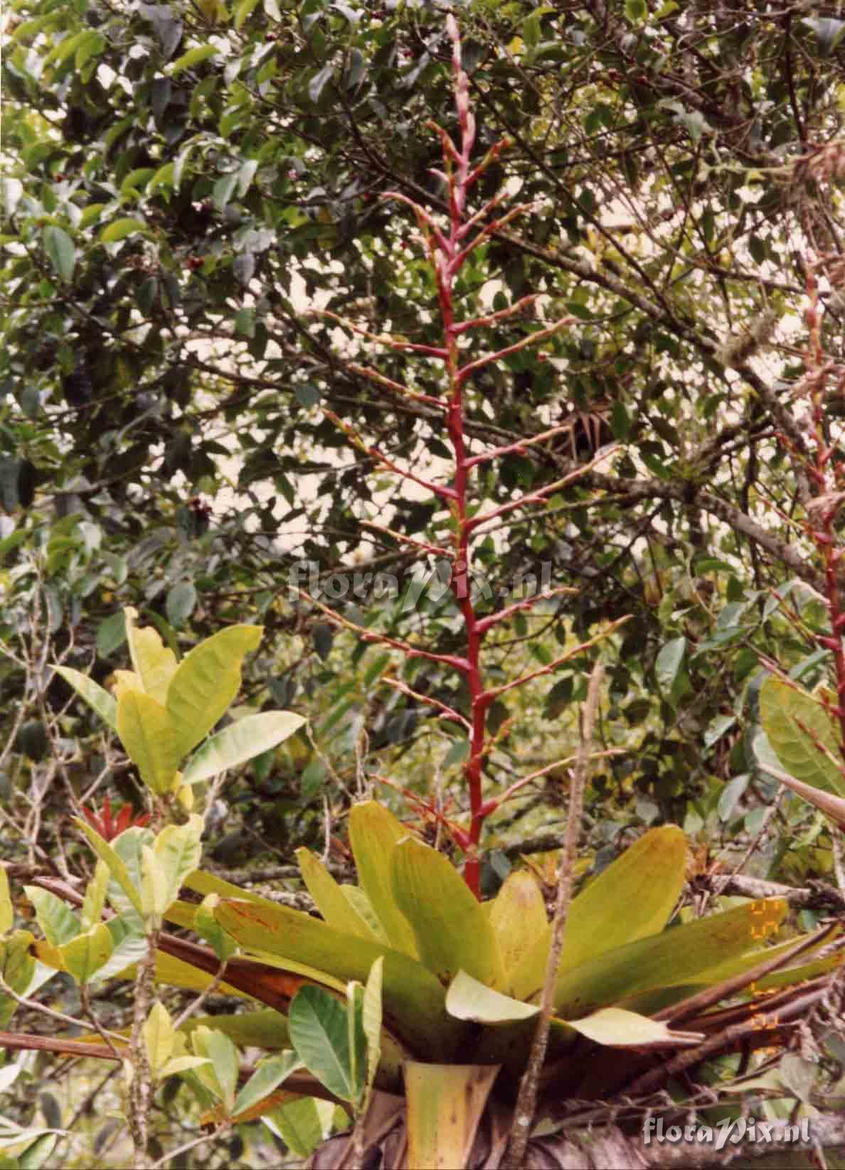 Tillandsia sp