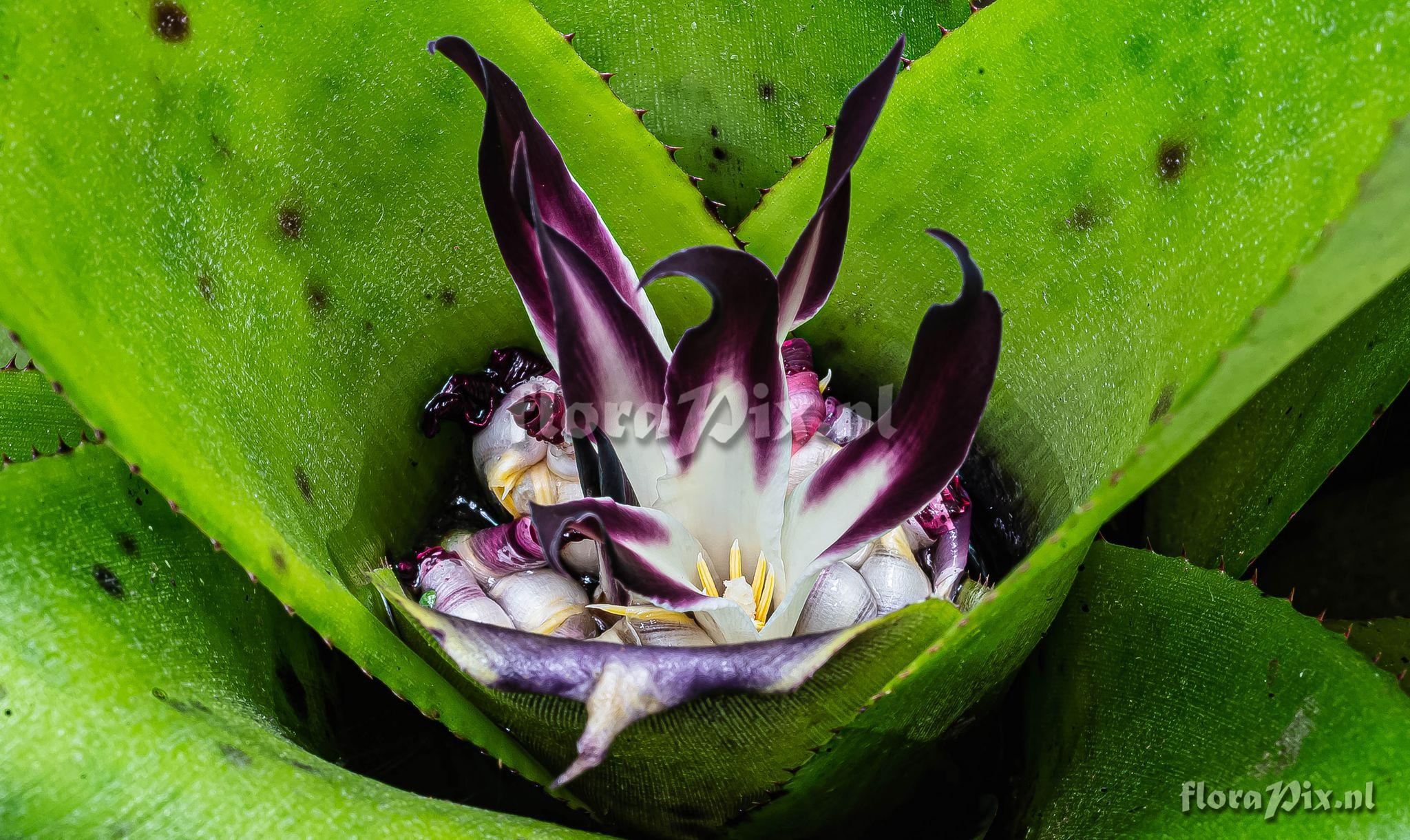 Neoregelia tenebrosa