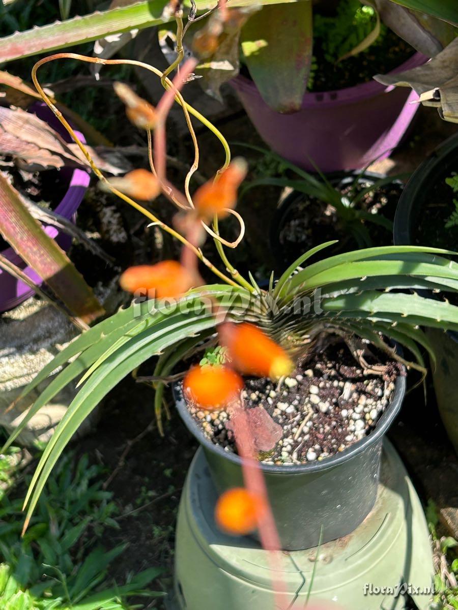 Dyckia estevesii