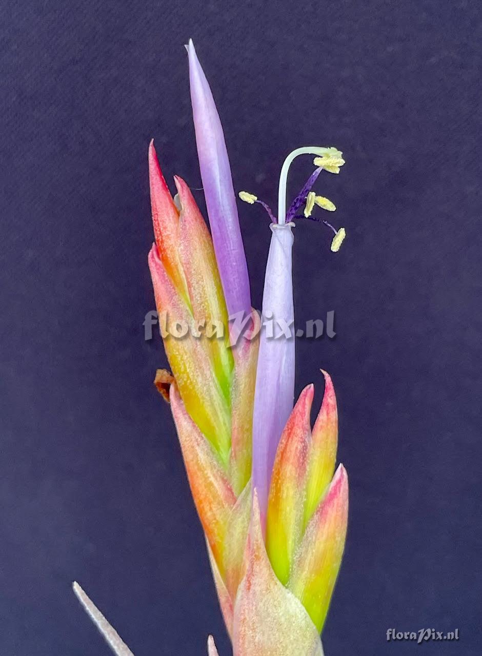 Tillandsia capistranoensis